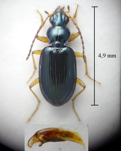 Réf. 311 547 : Bembidion dudichi